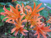 キツネノカミソリ