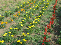 マリーゴールド