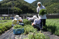 ハーブ実証栽培事業「収穫」