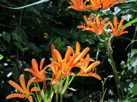 キツネノカミソリ