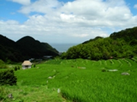 今日の石部棚田