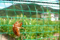 セミの抜け殻