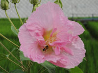 酔芙蓉（スイフヨウ）