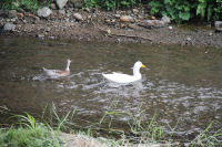 岩科川のアヒル