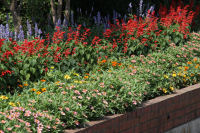 花壇コンクール「江奈１なでしこグループ」