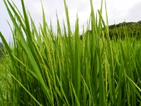 今日の石部棚田