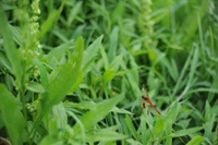 石部棚田で見つけたミヤマアカネ