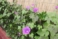 松崎町役場玄関のアサガオ