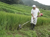 石部棚田の草刈り