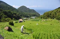 石部棚田の畦草刈り