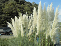 パンパスグラス