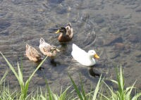 岩科川のアヒル