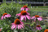 ハーブ実証栽培事業（エキナセア）