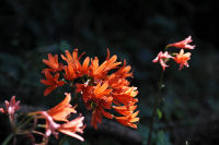 キツネノカミソリ