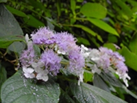 タマアジサイの花