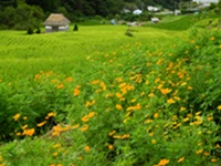 キバナコスモス