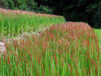 石部の棚田（赤米）