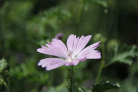 ハーブ実証栽培事業（ムスクマロー）