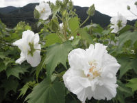 午前中のスイフヨウ