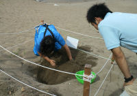 アカウミガメの卵、孵化確認作業