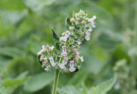 ハー実証栽培事業（キャットニップ）