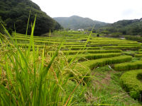 今日の石部棚田