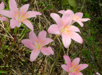 サフランモドキ