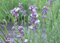 ハーブ実証栽培事業（ラベンダートルー）