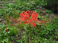 石部棚田の彼岸花