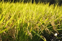 今日の石部棚田