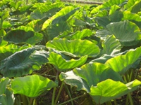 サトイモの葉