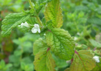 ハーブ実証栽培事業（レモンバーム）