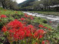 彼岸花
