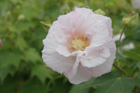 酔芙蓉（スイフヨウ）