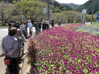 東伊豆町花の会視察