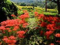 今日の石部棚田