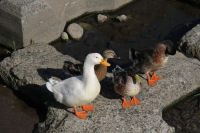 岩科川のアヒル