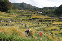 石部棚田収穫祭