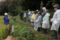 棚田百笑くらぶ稲刈り