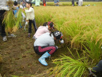 桜田区稲刈り