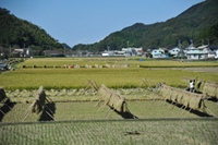 中耕地の稲刈り
