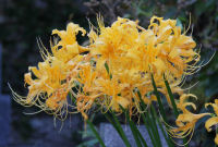 ショウキズイセン