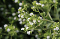 ハーブ実証栽培事業（ステビア）