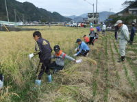 みどりの少年団稲刈り体験