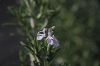 ハーブ実証栽培事業（ローズマリー）