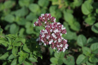 ハーブ実証栽培事業（オレガノ）