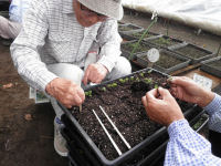 老人会ビオラ苗移植作業