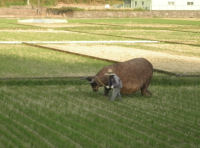 那賀耕地の案山子