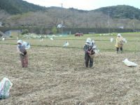 田んぼをつかった花畑で種まき始まる