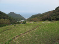 今日の石部棚田